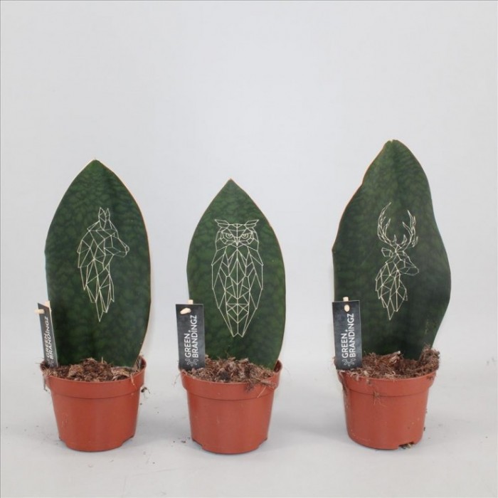 SANSEVIERIA MASONIANA VICTORIA M12 Tatuada
