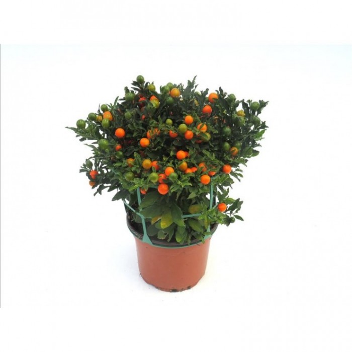 SOLANUM PSEUDOCAPSICUM M17