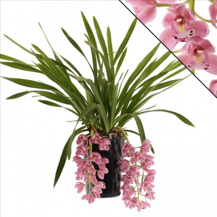CYMBIDIUM, CASCADA  SAKURA 2 vares M14