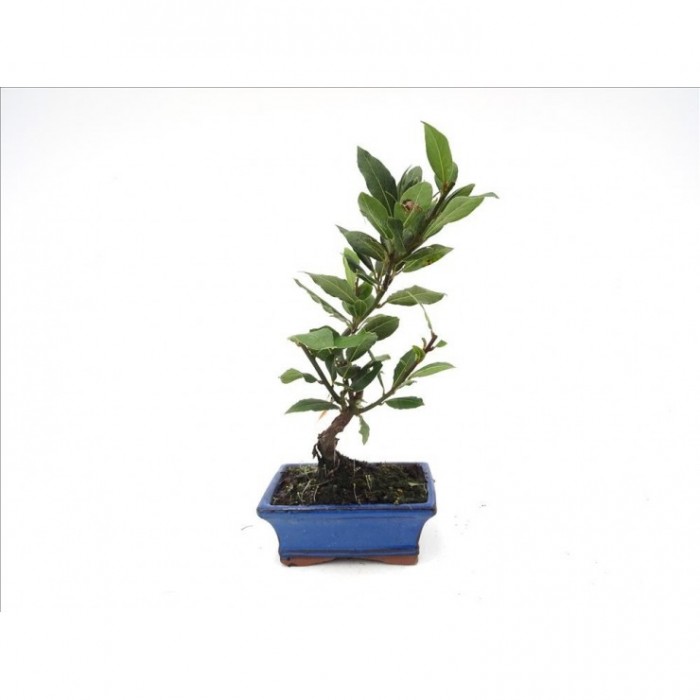 BONSAI 7 AOS LAURUS NOBILIS