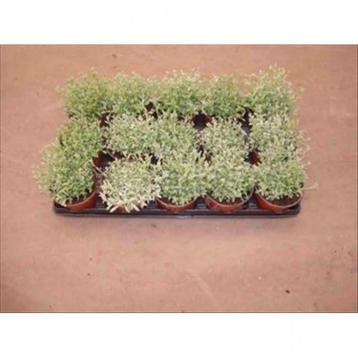 CERASTIUM TOMENTOSUM 11
