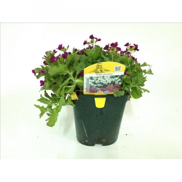 ARABIS CAUCASICA 14X14
