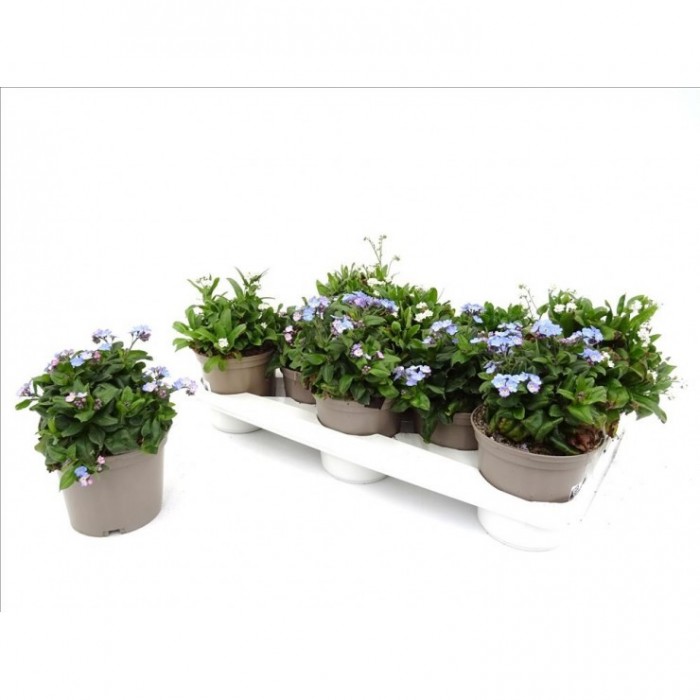 MYOSOTIS SYLVATICA M13