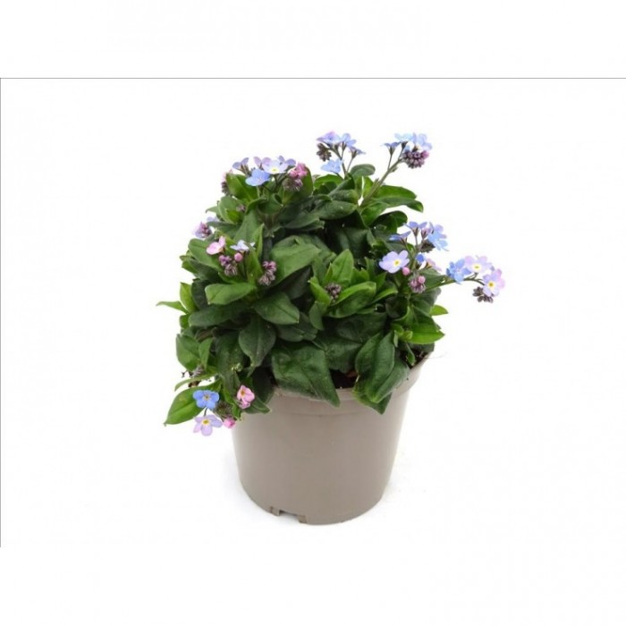 MYOSOTIS SYLVATICA M13