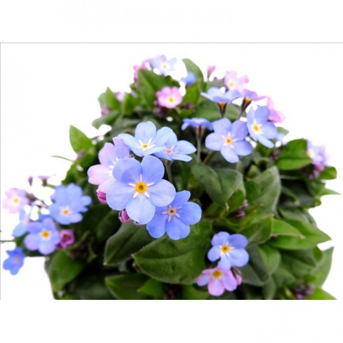 MYOSOTIS SYLVATICA M13