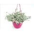 KALANCHOE PUMILA T25 - COLGANTE