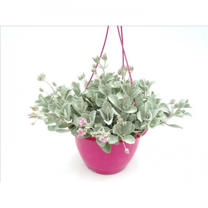 KALANCHOE PUMILA T25 - COLGANTE