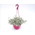 KALANCHOE PUMILA T25 - COLGANTE