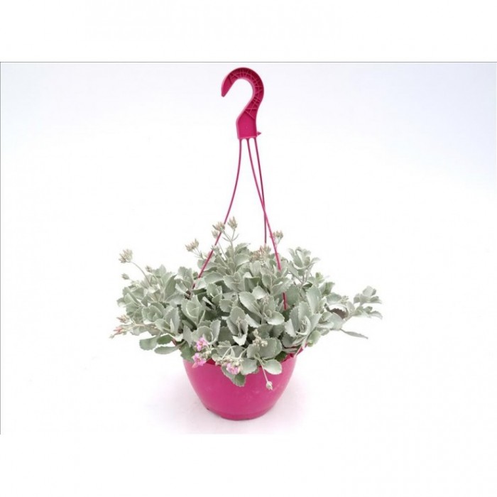 KALANCHOE PUMILA T25 - COLGANTE