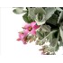 KALANCHOE PUMILA T25 - COLGANTE