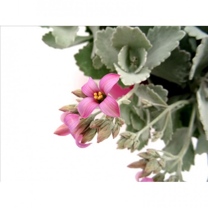 KALANCHOE PUMILA T25 - COLGANTE