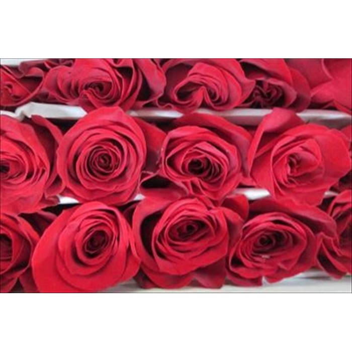 ROSA 70cm. x25 EXPLORER , vermell