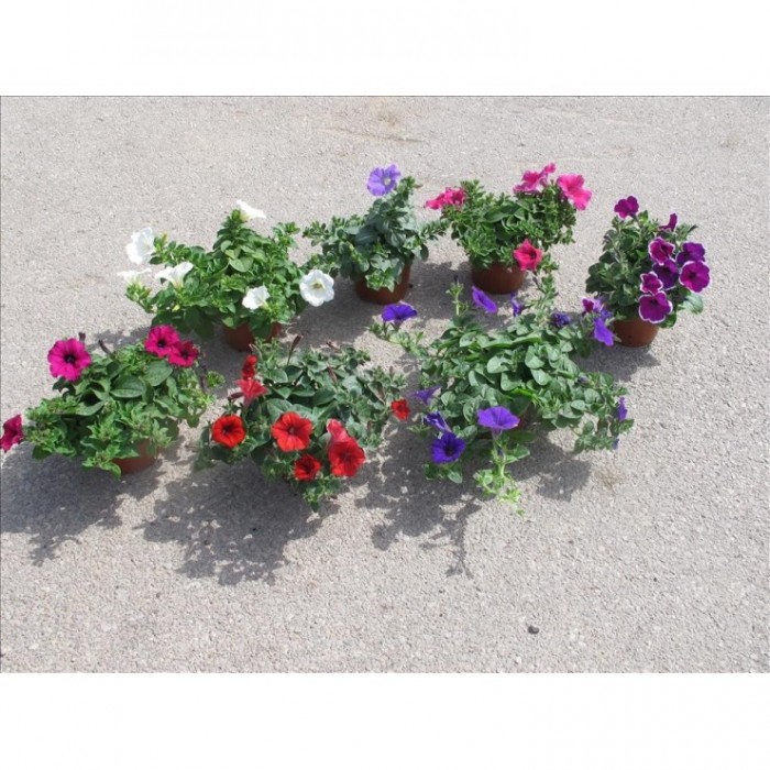 PETUNIA SURFINIA M13