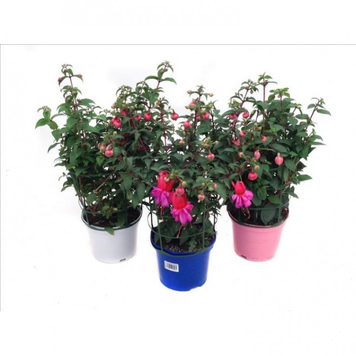 FUCSIA 17 - MACETA COLOR