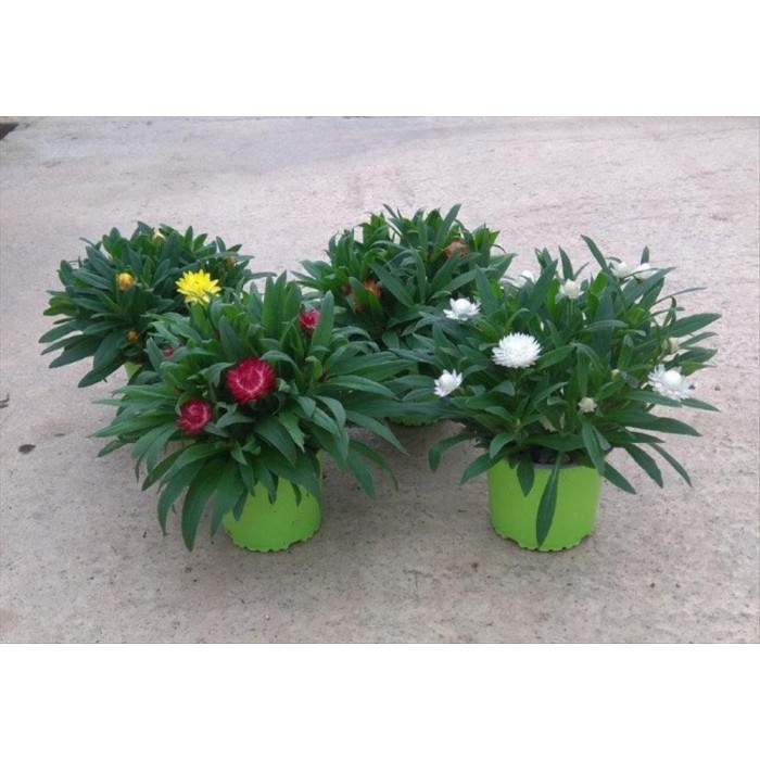 BRACTEANTHA BRACTEATA M13