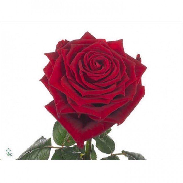 FLOR, ROSA HO. RED NAOMI  70cm., x10 SANT JORDI