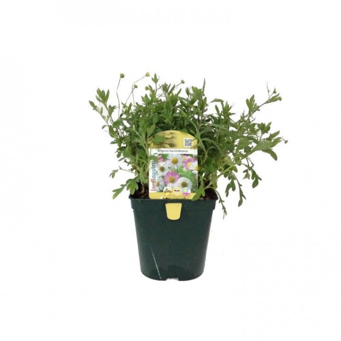 ERIGERON KARVINSKIANUS 14X14