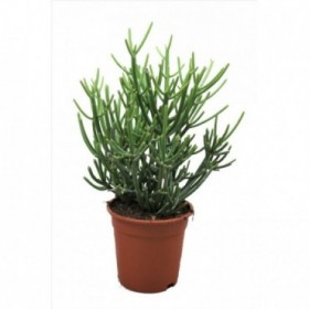 EUPHORBIA TIRUCALLI M17