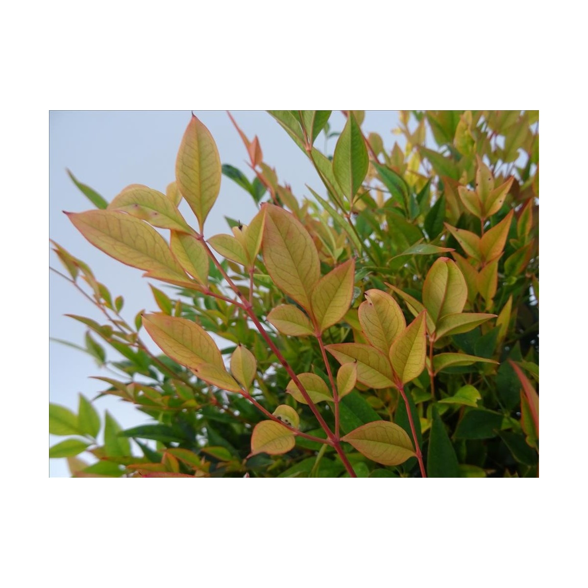 Nandina Gulf Stream In Vaso 24cm – Pianta Sempreverde Da Esterno Con Foglie Color Bronzo E Arancio - 3
