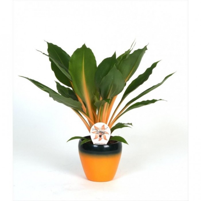 CHLOROPHYTUM GREEN ORANGE M14