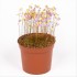 UTRICULARIA BISQUAMATA M 9 carnivora