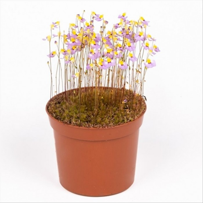 UTRICULARIA BISQUAMATA M 9 carnivora