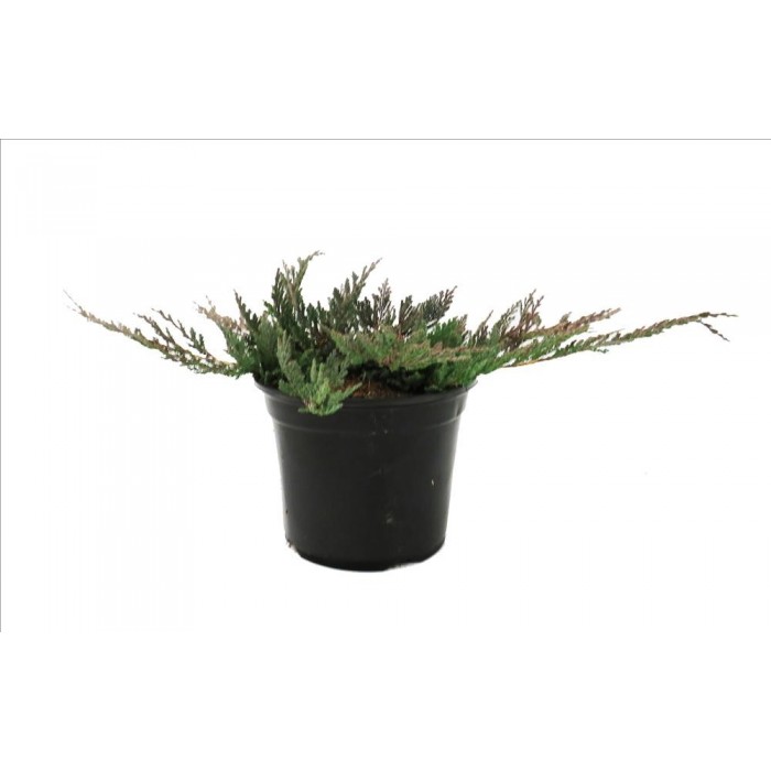 JUNIPERUS HORIZONTALIS BLUE CHIP 3L