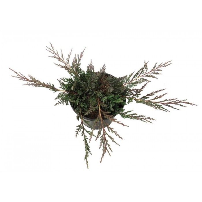 JUNIPERUS HORIZONTALIS BLUE CHIP 3L