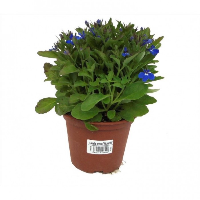 LOBELIA ERINUS CURAÇAO M13