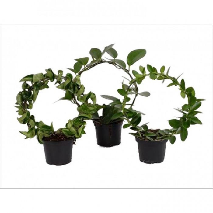 HOYA CARNOSA, ARCO  M 9 MIX