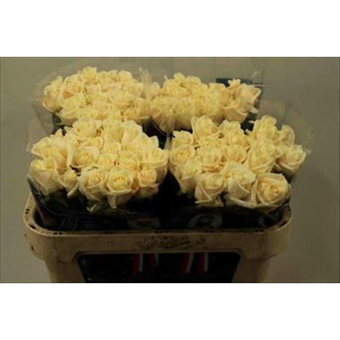 FLOR, ROSA HO. VENDELA 80cm. paq. x20