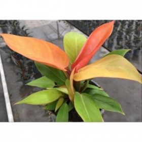 PHILODENDRON PRINCE OF ORANGE M14 H30