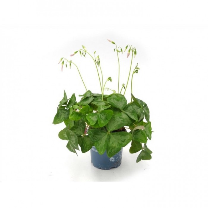 OXALIS  TRIANGULARIS M12 verde