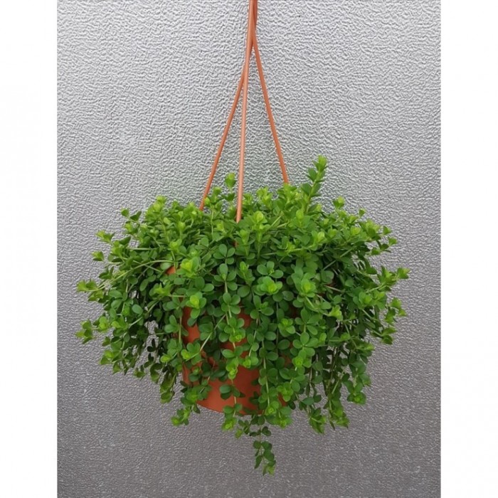 PEPEROMIA PENJAR  M18 Isabelle