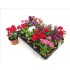 VERBENA HYBRIDA 11