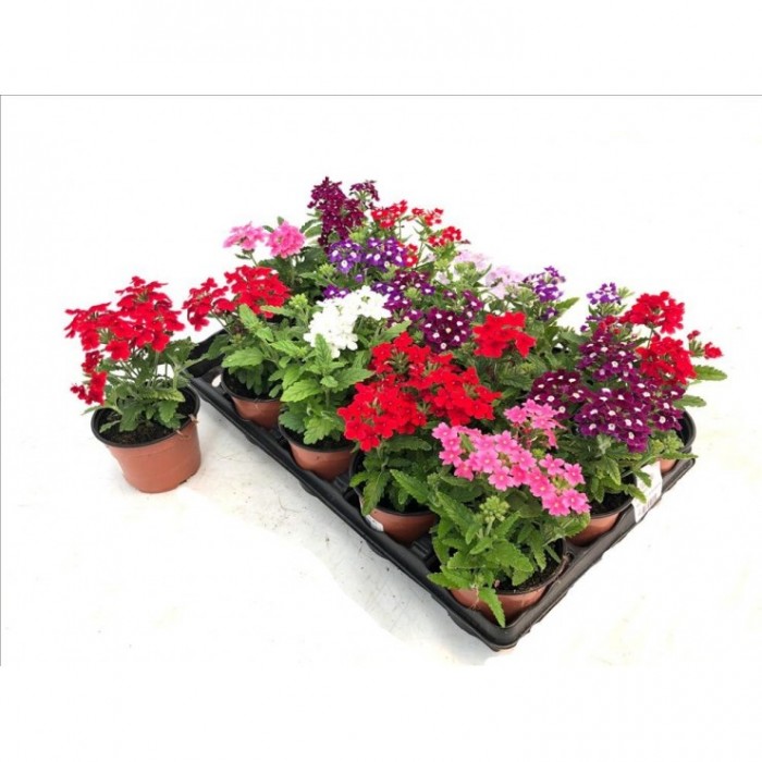 VERBENA HYBRIDA 11