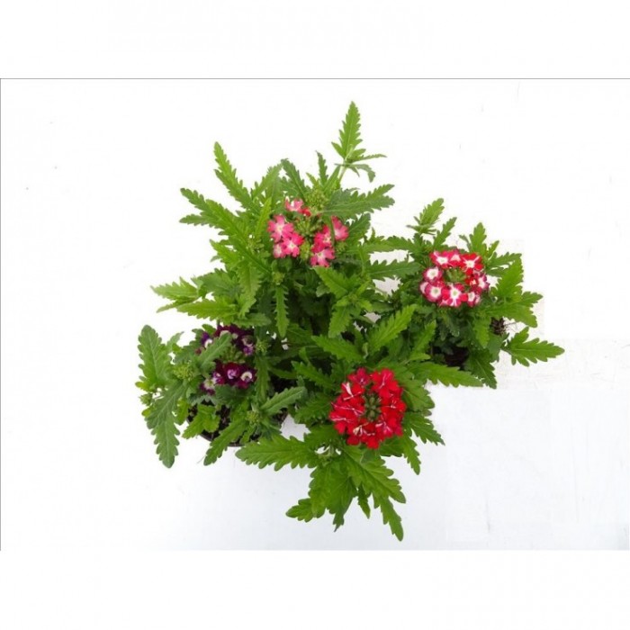 VERBENA HYBRIDA 11