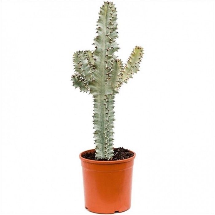 EUPHORBIA INGENS MARMORATA M25 110cm  Variegata