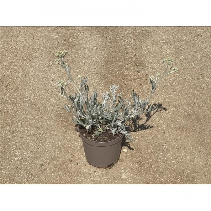 SENECIO VIRAVIRA 3L