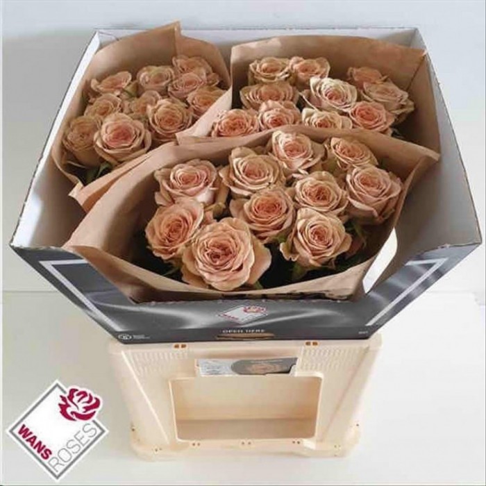FLOR, ROSA HO. CAPPUCCINO 60cm, paquet x10