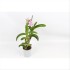 CATLEYA  M 9 Laelia