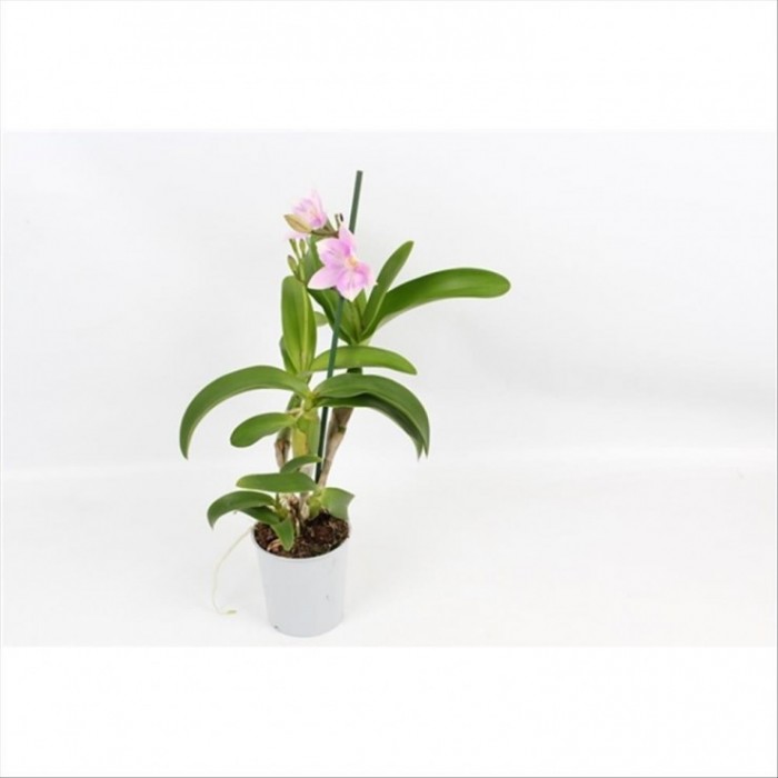 CATLEYA  M 9 Laelia