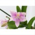 CATLEYA  M 9 Laelia