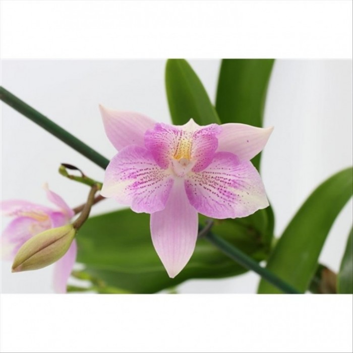 CATLEYA  M 9 Laelia