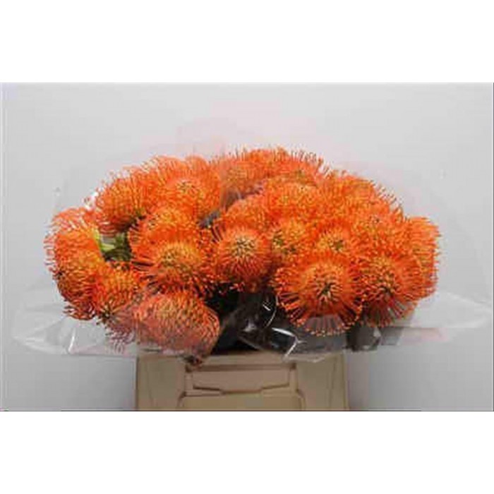 FLOR, NUTAN NENNA 40cm, paq. x5 tijes