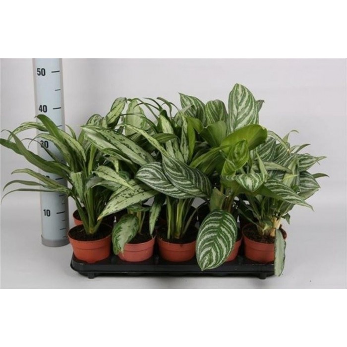 AGLAONEMA  M12 MIX