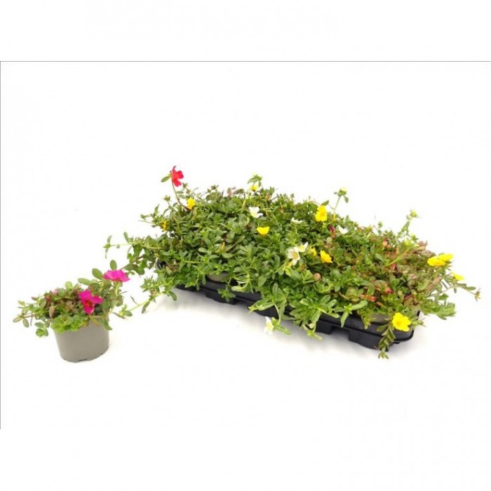 PORTULACA UMBRATICOLA M11