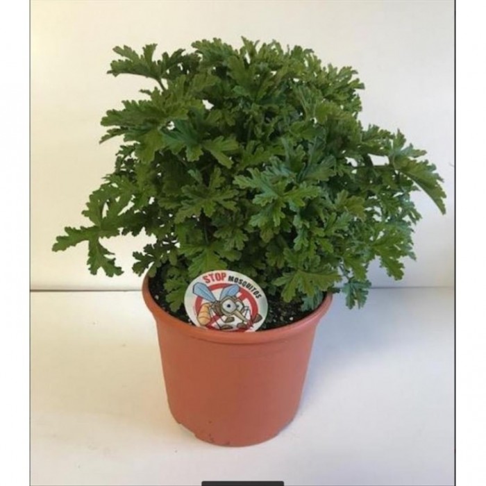 PELARGONIUM MALVA ROSA 3L - PLANTA MADRE