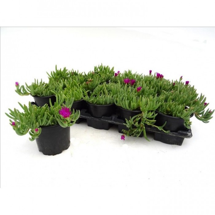 DELOSPERMA COOPERI M11