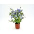 PLUMBAGO AURICULATA - ARBUSTIVO 3L